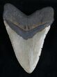 Beautiful Megalodon Tooth - North Carolina #11315-2